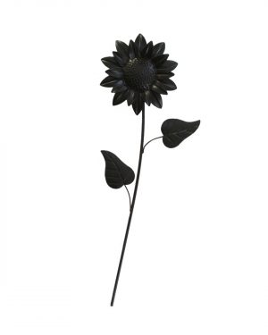 GIRASOL PARED NEGRO