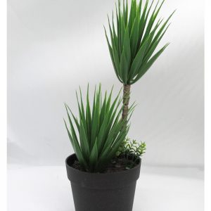 PALMERA BONSAI MACETA NEGRA