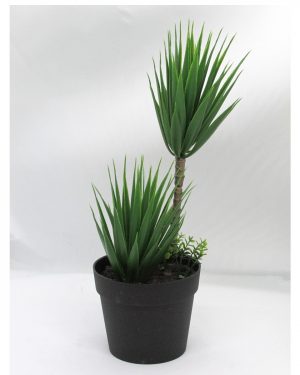 PALMERA BONSAI MACETA NEGRA