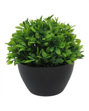 ARBUSTO MINI MACETA NEGRA
