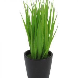 HOJA DE JACINTO  CON MACETA NEGRA