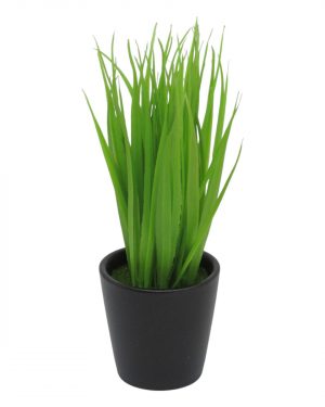HOJA DE JACINTO  CON MACETA NEGRA