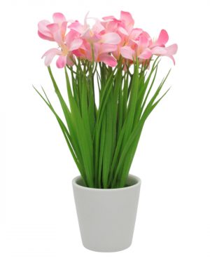 ALEGRIA ROSA
