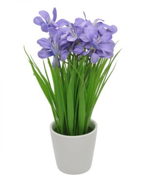 ALEGRIA PURPURA