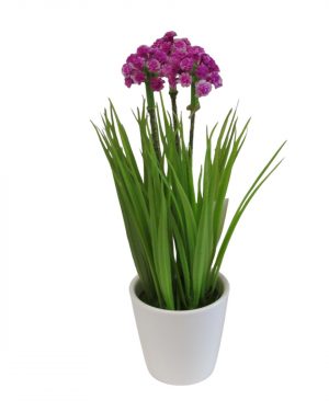 FLOR PURPURA SILVESTRE