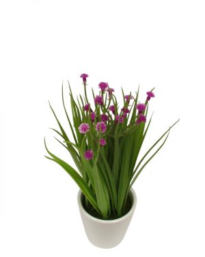 FLOR PURPURA SILVESTRE