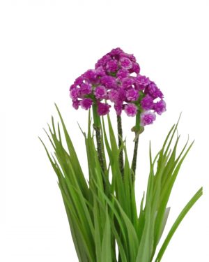 FLOR PURPURA SILVESTRE