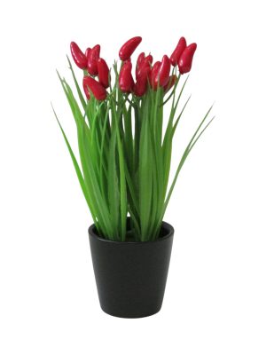 PENACHO ROJO CON MACETA NEGRA