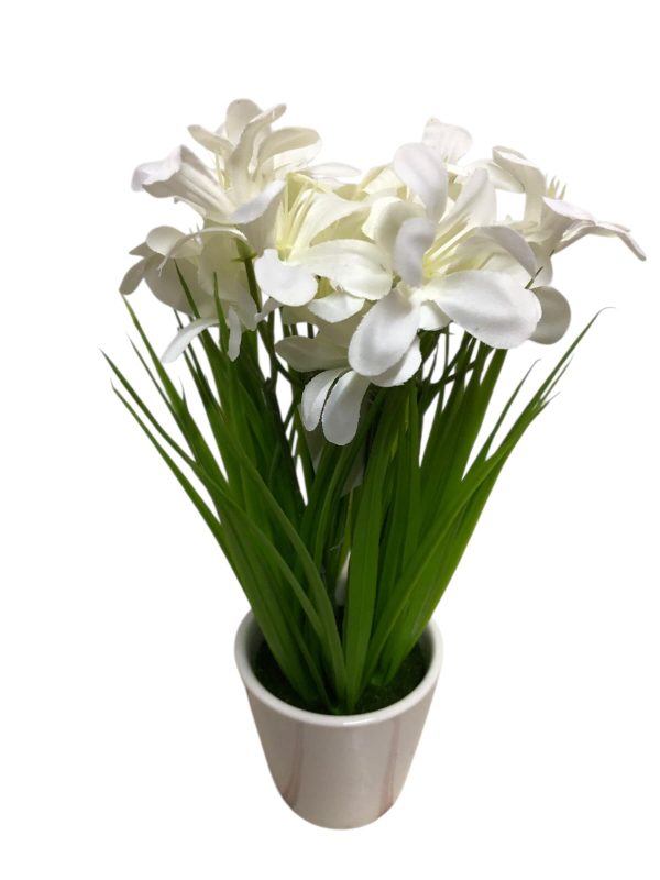 ALEGRIA BLANCA - Imagen 2