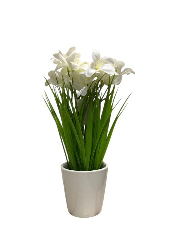 ALEGRIA BLANCA