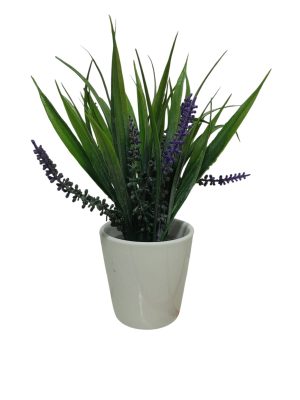 LAVANDA LILA