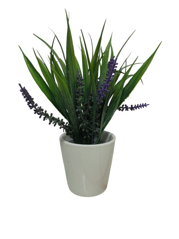LAVANDA LILA