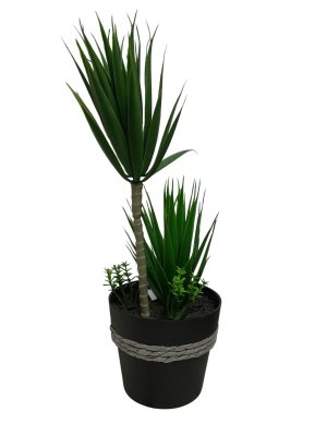 PALMERA BONSAI