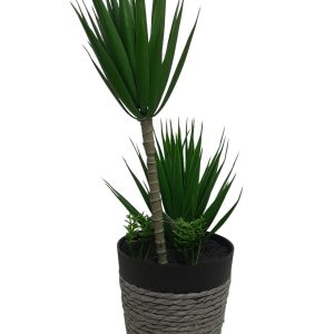 PALMERA BONSAI