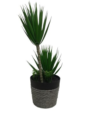 PALMERA BONSAI