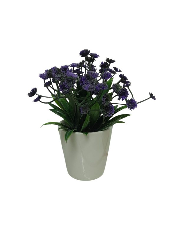 FLOR SILVESTRE LIA