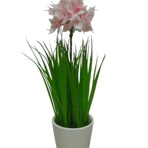 JACINTO ORQUIDEA ROSA