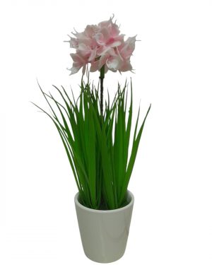 JACINTO ORQUIDEA ROSA