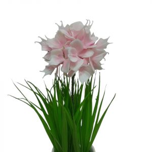 JACINTO ORQUIDEA ROSA