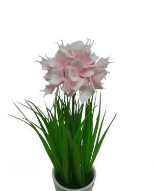 JACINTO ORQUIDEA ROSA
