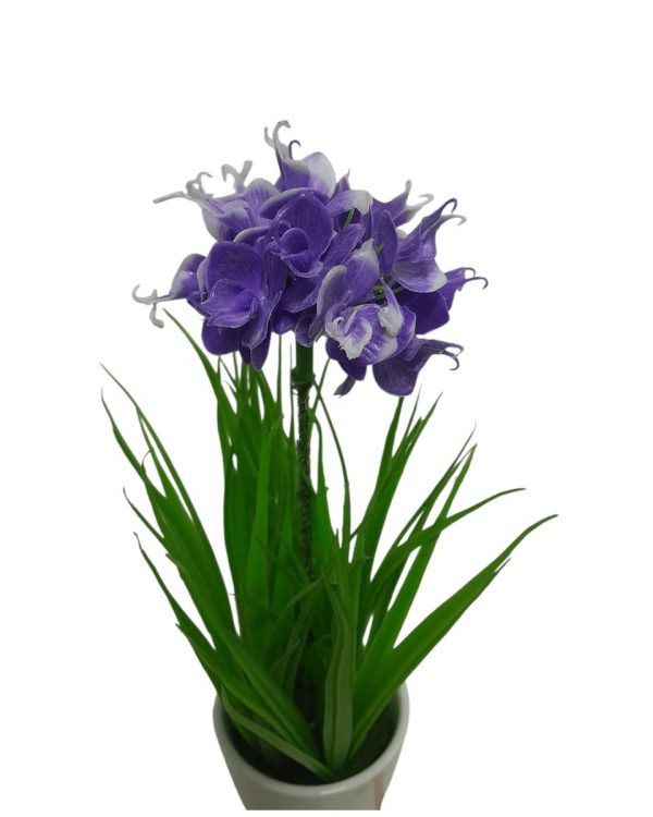 JACINTO ORQUIDEA LILA - Imagen 2