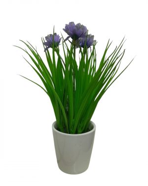 JACINTO FLOR LILA
