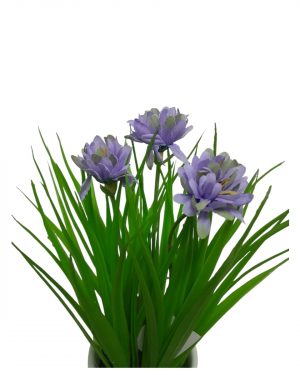 JACINTO FLOR LILA