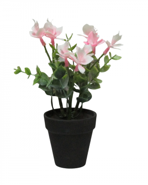 ORQUIDEAS ROSADAS CON MACETA NEGRA