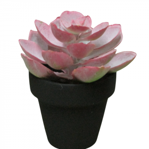 SUCULETNA ROSA CON MACETA NEGRA MINI
