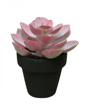 SUCULETNA ROSA CON MACETA NEGRA MINI