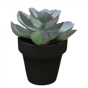 SUCULETNA LILA CON MACETA NEGRA MINI