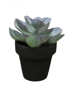 SUCULETNA LILA CON MACETA NEGRA MINI