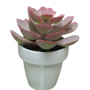 SUCULETNA ROSA CON MACETA BLANCA MINI