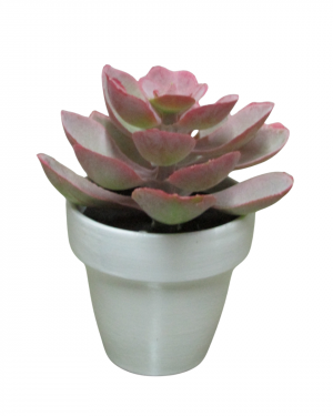 SUCULETNA ROSA CON MACETA BLANCA MINI