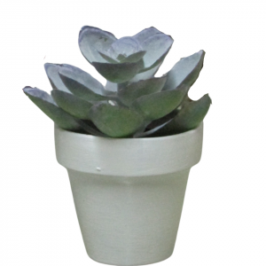 SUCULETNA LILA CON MACETA BLANCA MINI