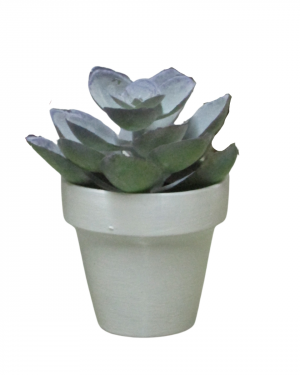 SUCULETNA LILA CON MACETA BLANCA MINI