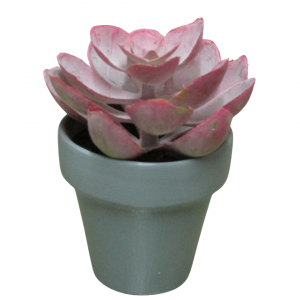 SUCULETNA ROSA CON MACETA GRIS MINI