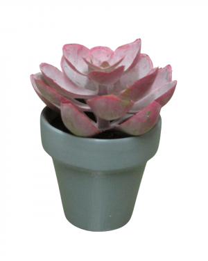 SUCULETNA ROSA CON MACETA GRIS MINI