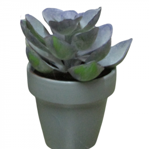 SUCULETNA LILA CON MACETA GRIS MINI