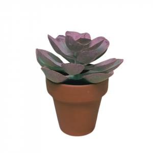SUCULETNA ROSA CON MACETA TERRACOTA MINI
