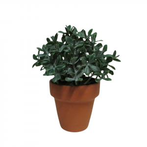 ARBUSTO MINI , MACETA TERRACOTA