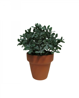 BONSAI MINI , MACETA TERRACOTA