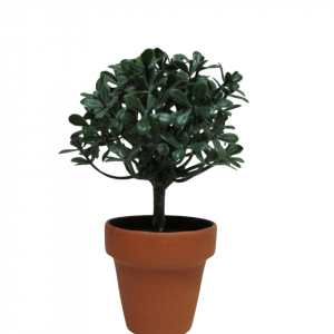 ARBOLITO MINI , MACETA TERRACOTA