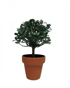 ARBOLITO MINI , MACETA TERRACOTA