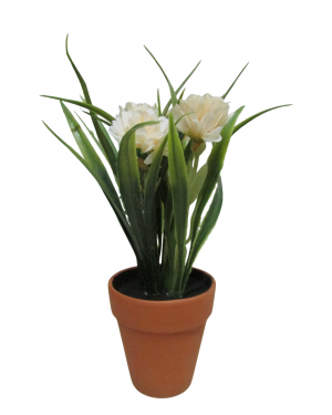 FLORES «BUTTER» , MACETA TERRACOTA