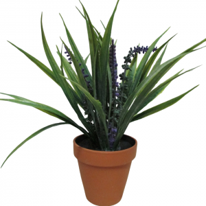 LAVANDA LILA , MACETA TERRACOTA