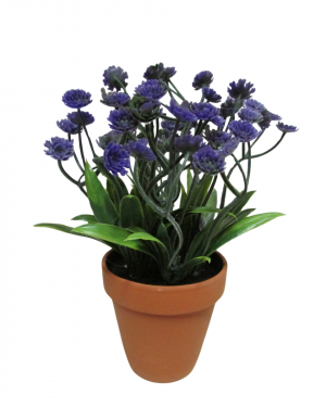 FLOR SILVESTRE LILA , CON MACETA TERRACOTA