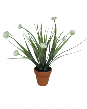 FLOR SILVESTRE BLANCA MACETA TERRACOTA