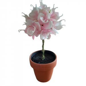 CRISAMENTO ROSA MACETA TERRACOTA