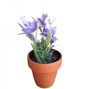 ORUIDEA MINI LILA MACETA TERRACOTA